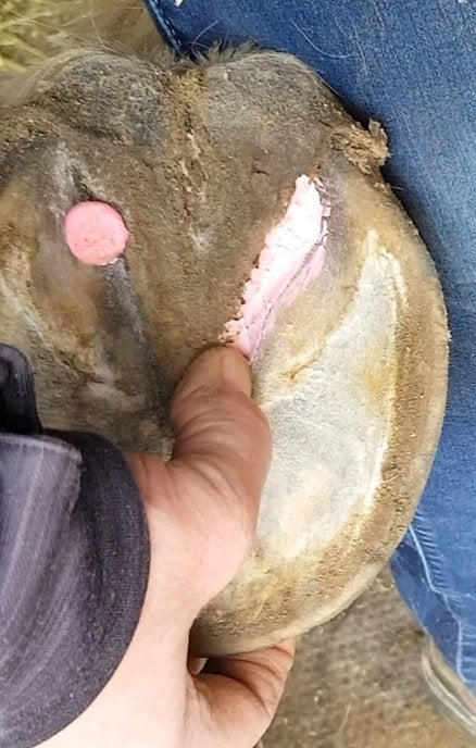 Bare Equine Australia Beeswax Pink Balls - Thrush Management